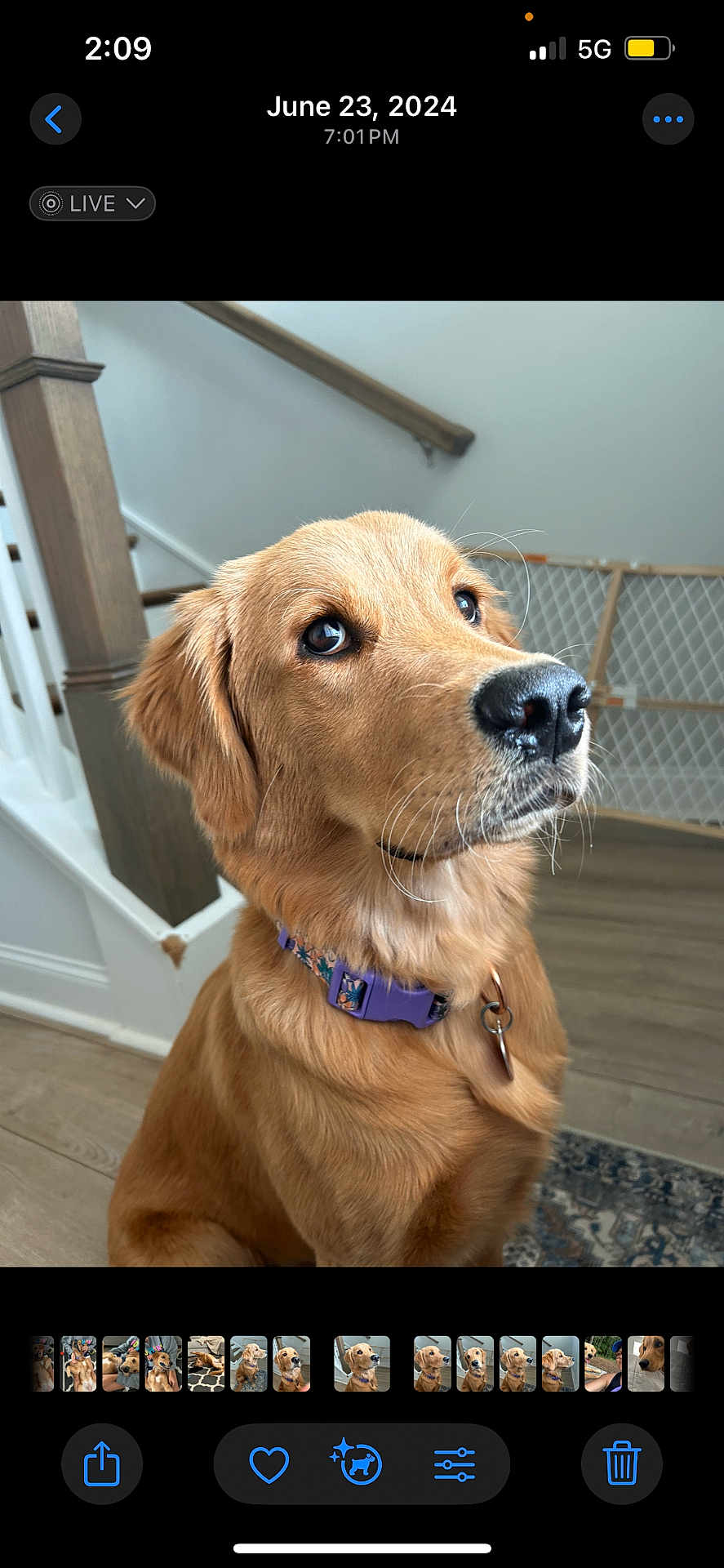 Molly is registered to the contest to win money with this photo: dog, golden_retriever, puppy, indoor, collar, pet, stairs, baby_gate, fur, canine, animal, brown, looking_up, flooring, wood, domestic_animal, young_dog, portrait, house, pet_accessory