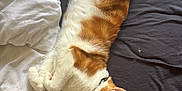 Zeus a rejoint le concours — aidez-le/la à gagner de superbes lots ! animal, bed, cat, collar, cozy, cute, domestic_cat, feline, fur, indoor, orange_cat, pet, pillow, relaxed, resting, sleep, sleeping, soft, whiskers, white_cat