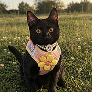 Bella is registered to the contest to win money with this photo: animal, black_cat, cat, close_up, cute, daytime, field, flower, grass, greenery, harness, nature, necklace, outdoor, pet, portrait, sitting, summer, sunlight, yellow_flower