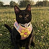 animal, black_cat, cat, close_up, cute, daytime, field, flower, grass, greenery, harness, nature, necklace, outdoor, pet, portrait, sitting, summer, sunlight, yellow_flower