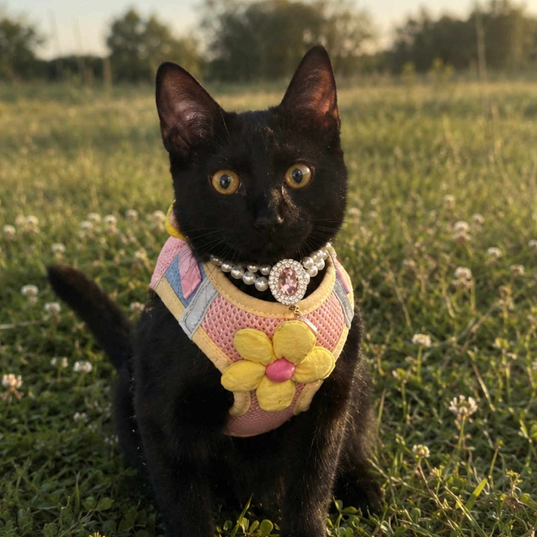 Bella