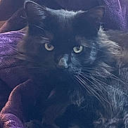 Gizzy is registered to the contest to win money with this photo: animal, black_cat, blanket, cat, closeup, cozy, cute, domestic_animal, eyes, fur, furry, indoor, mammal, pet, portrait, purple, relaxed, resting, sleepy, whiskers