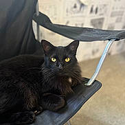 Gizzy joined the competition — help win amazing prizes! black_cat, cat, yellow_eyes, feline, pet, indoor, chair, folding_chair, fur, whiskers, relaxed, looking_at_camera, domestic_animal, animal, mammal, home_interior, carpet, metal_frame, resting, close_up