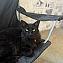 black_cat, cat, yellow_eyes, feline, pet, indoor, chair, folding_chair, fur, whiskers, relaxed, looking_at_camera, domestic_animal, animal, mammal, home_interior, carpet, metal_frame, resting, close_up