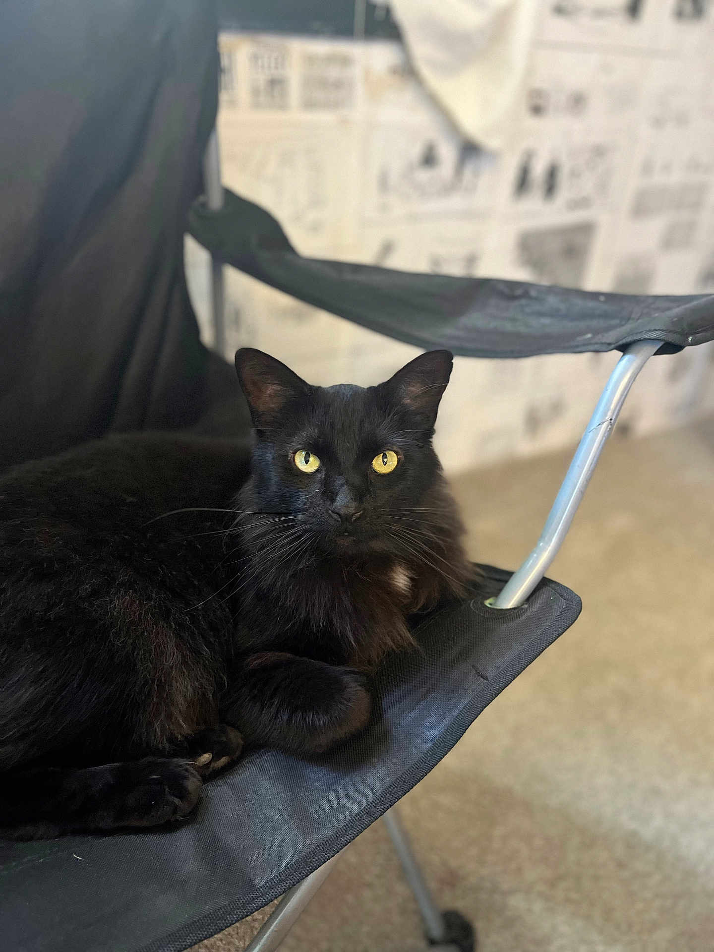 Gizzy joined the competition — help win amazing prizes! black_cat, cat, yellow_eyes, feline, pet, indoor, chair, folding_chair, fur, whiskers, relaxed, looking_at_camera, domestic_animal, animal, mammal, home_interior, carpet, metal_frame, resting, close_up
