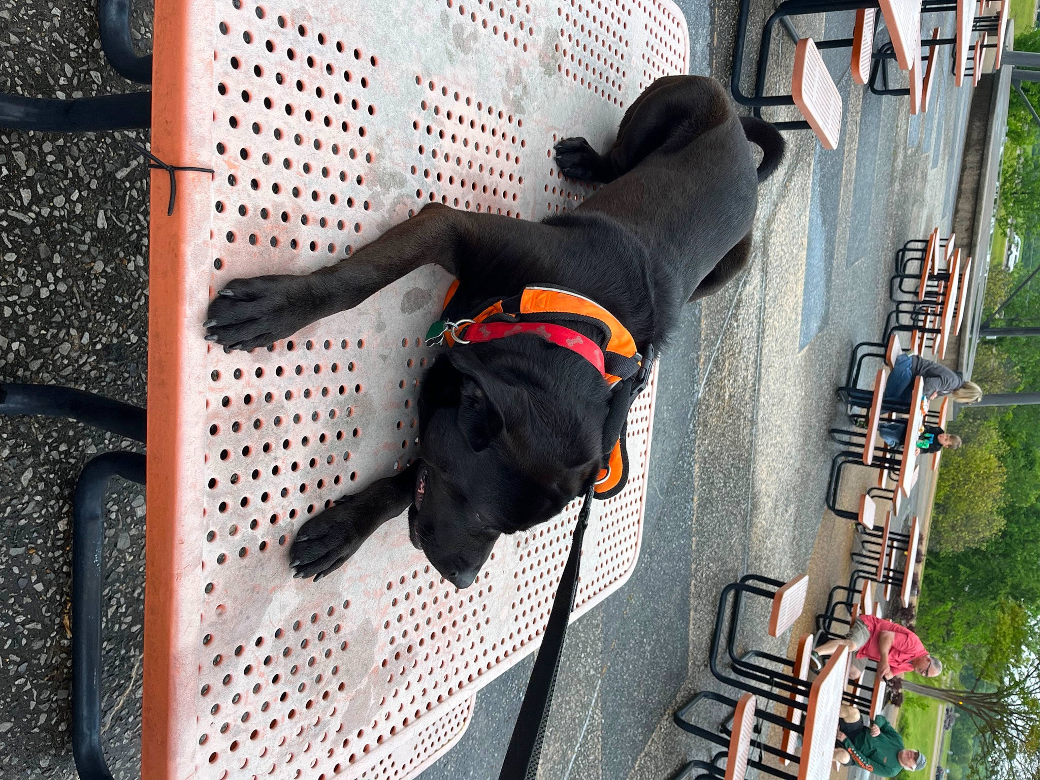 Rocky joined the competition — help win amazing prizes! adventure, building, carmine, carnivore, dog, dog_breed, dog_supply, flooring, fun, leisure, metal, non_sporting_group, pattern, recreation, sporting_group, tree, walking_shoe