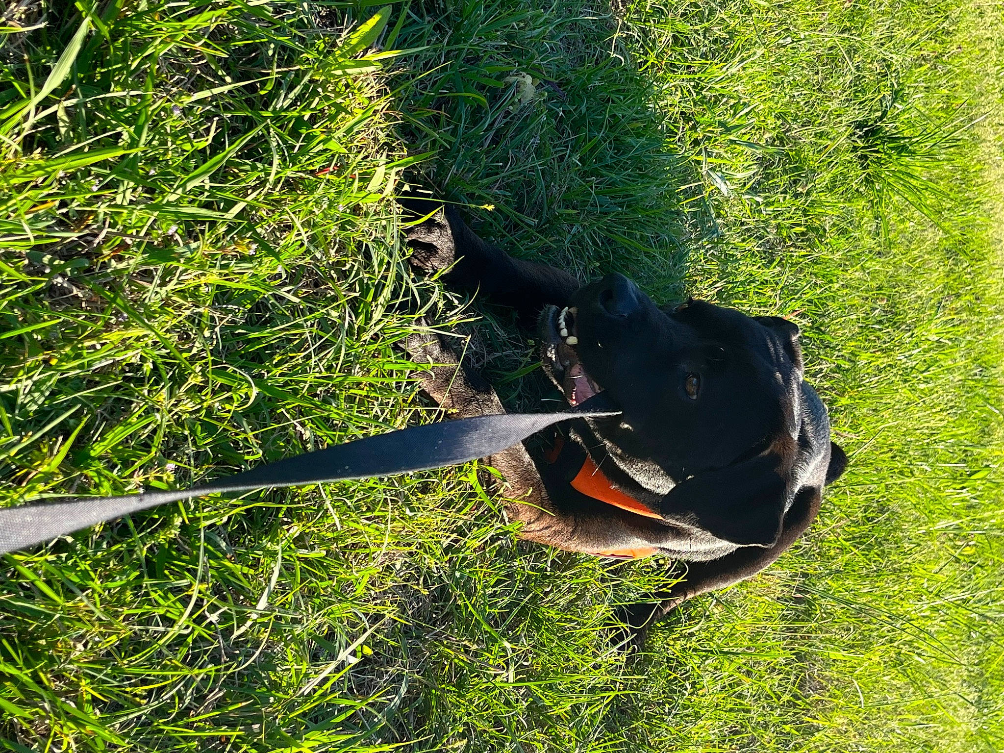 Rocky is registered to the contest to win money with this photo: canidae, carnivore, dog, dog_breed, grass, grassland, groundcover, jungle, landscape, pet_supply, plant, shadow, shrub, sporting_group, tail, terrestrial_animal, terrestrial_plant, tree, wildlife, working_animal