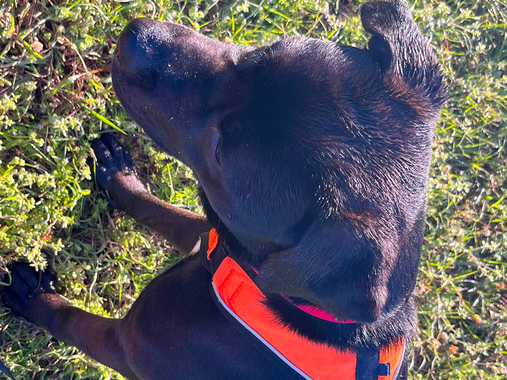 Rocky is registered to the contest to win money with this photo: canidae, carnivore, collar, companion_dog, dog, dog_breed, dog_collar, dog_supply, electric_blue, fashion_accessory, fawn, grass, leash, mammal, personal_protective_equipment, pet_supply, plant, tints_and_shades, vertebrate, working_animal