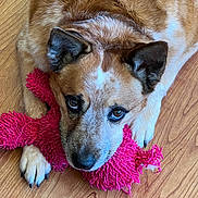 B.a. is registered to the contest to win money with this photo: animal, canine, close_up, companion, cute, dog, domestic_animal, ears, expression, floor, fur, indoor, looking_up, paws, pet, pink, playful, resting, toy, wooden_floor
