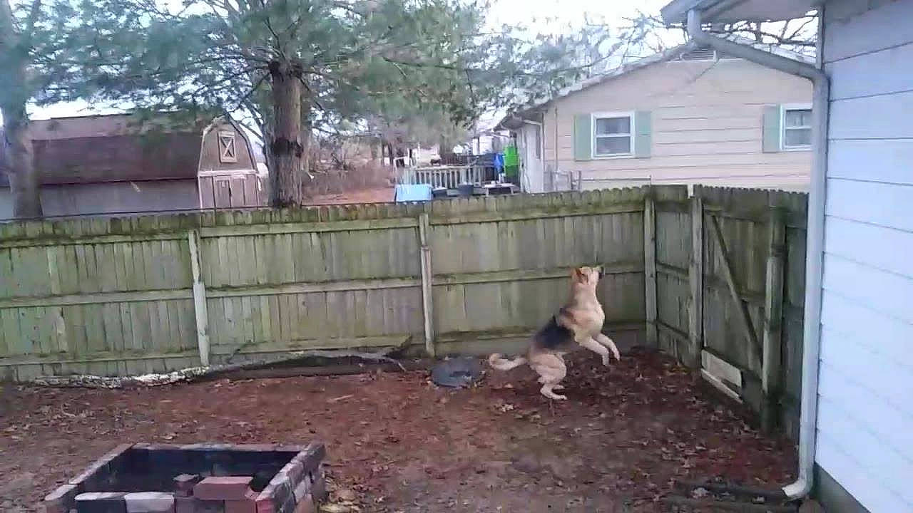 Diesel is registered to the contest to win money with this photo: backyard, facade, fence, foundation, garden, home_fencing, house, land_lot, landscape, property, residential_area, roof, shed, siding, soil, tree, wall, yard