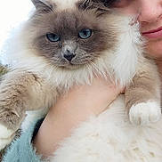 Câline a rejoint le concours — aidez-le/la à gagner de superbes lots ! cat, blue_eyes, fluffy, person, face, hand, outdoor, sky, close_up, portrait, furry, pet, animal, cute, holding, soft, warm, expression, friendship, companion