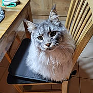 Blue participe au concours pour gagner de l'argent avec cette photo : animal, black_cushion, cat, cozy, domestic_cat, ears, eyes, fluffy, fur, furniture, gray_cat, household, indoor, kitchen, looking_up, pet, seated, tile_floor, whiskers, wooden_chair