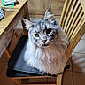 animal, black_cushion, cat, cozy, domestic_cat, ears, eyes, fluffy, fur, furniture, gray_cat, household, indoor, kitchen, looking_up, pet, seated, tile_floor, whiskers, wooden_chair