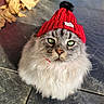 Blue participe au concours pour gagner de l'argent avec cette photo : animal, cat, close_up, cute, feline, floor_tiles, fluffy, gray_cat, green_eyes, indoor, knit_hat, leaves, long_hair, pet, pom_pom, portrait, red_hat, serious_expression, sitting, winter_accessory