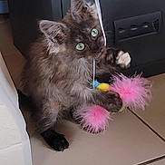 Blue a rejoint le concours — aidez-le/la à gagner de superbes lots ! kitten, cat, pet, green_eyes, feather_toy, pink_feathers, paw, fur, playful, indoor, tiled_floor, ribbon, closeup, whiskers, ears, black_fur, pounce, toy, home_interior, curiosity
