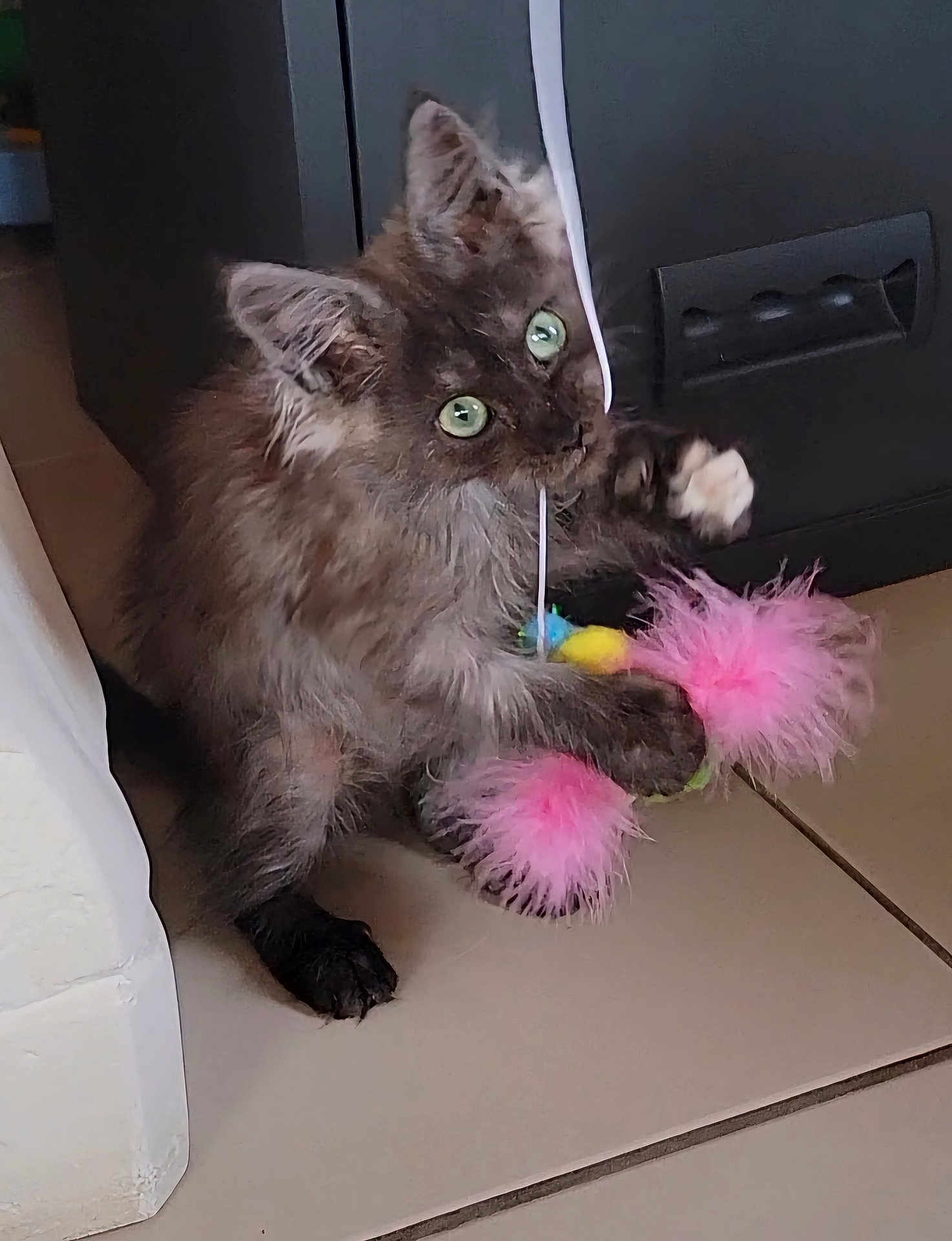 Blue a rejoint le concours — aidez-le/la à gagner de superbes lots ! kitten, cat, pet, green_eyes, feather_toy, pink_feathers, paw, fur, playful, indoor, tiled_floor, ribbon, closeup, whiskers, ears, black_fur, pounce, toy, home_interior, curiosity