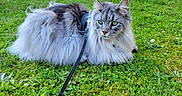 Blue participe au concours pour gagner de l'argent avec cette photo : animal, cat, close_up, daylight, ears, feline, fluffy_cat, fur, garden, grass, gray_cat, green_eyes, harness, leash, lying_down, nature, outdoor, pet, relaxed, whiskers
