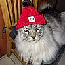 Blue participe au concours pour gagner de l'argent avec cette photo : animal, cat, chair, comfy, cute, domestic_animal, expression, feline, floor_tiles, fluffy, fur, indoor, knit_hat, pet, pom_pom, portrait, red_hat, sitting, whiskers, wooden_chair