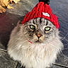 animal, cat, close_up, cute, domestic_cat, feline, floor, fluffy, gray_fur, green_eyes, indoor, knit_hat, long_hair, looking_up, pet, pom_pom, portrait, red_hat, tile_floor, whiskers