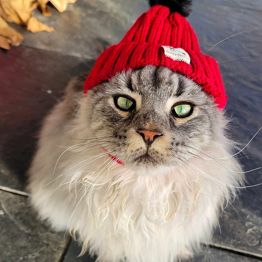 Thanos participe au concours pour gagner de l'argent avec cette photo : cat, fluffy, green_eyes, red_hat, knit_hat, pom_pom, pet, feline, close_up, indoor, floor, tile_floor, looking_up, cute, animal, whiskers, portrait, domestic_cat, gray_fur, long_hair