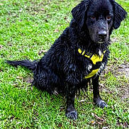 Naïka a rejoint le concours — aidez-le/la à gagner de superbes lots ! adorable, animal, black_dog, canine, companion, dog, ears, fur, grass, loyal, muddy, muzzle, nature, outdoor, park, pet, playful, sitting, wet_fur, yellow_harness