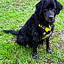 adorable, animal, black_dog, canine, companion, dog, ears, fur, grass, loyal, muddy, muzzle, nature, outdoor, park, pet, playful, sitting, wet_fur, yellow_harness