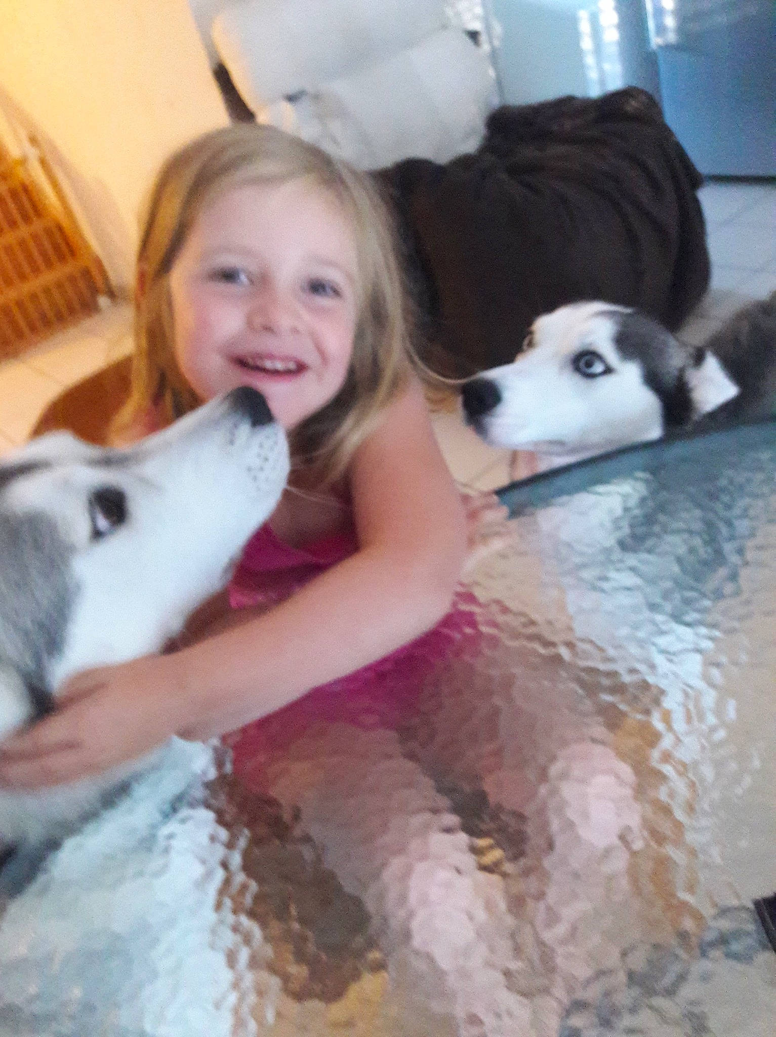 Éloane a rejoint le concours — aidez-le/la à gagner de superbes lots ! alaskan_malamute, carnivoran, dog, dog_breed, dog_breed_group, dog_like_mammal, joy, person, siberian_husky, sled_dog, snout, spitz