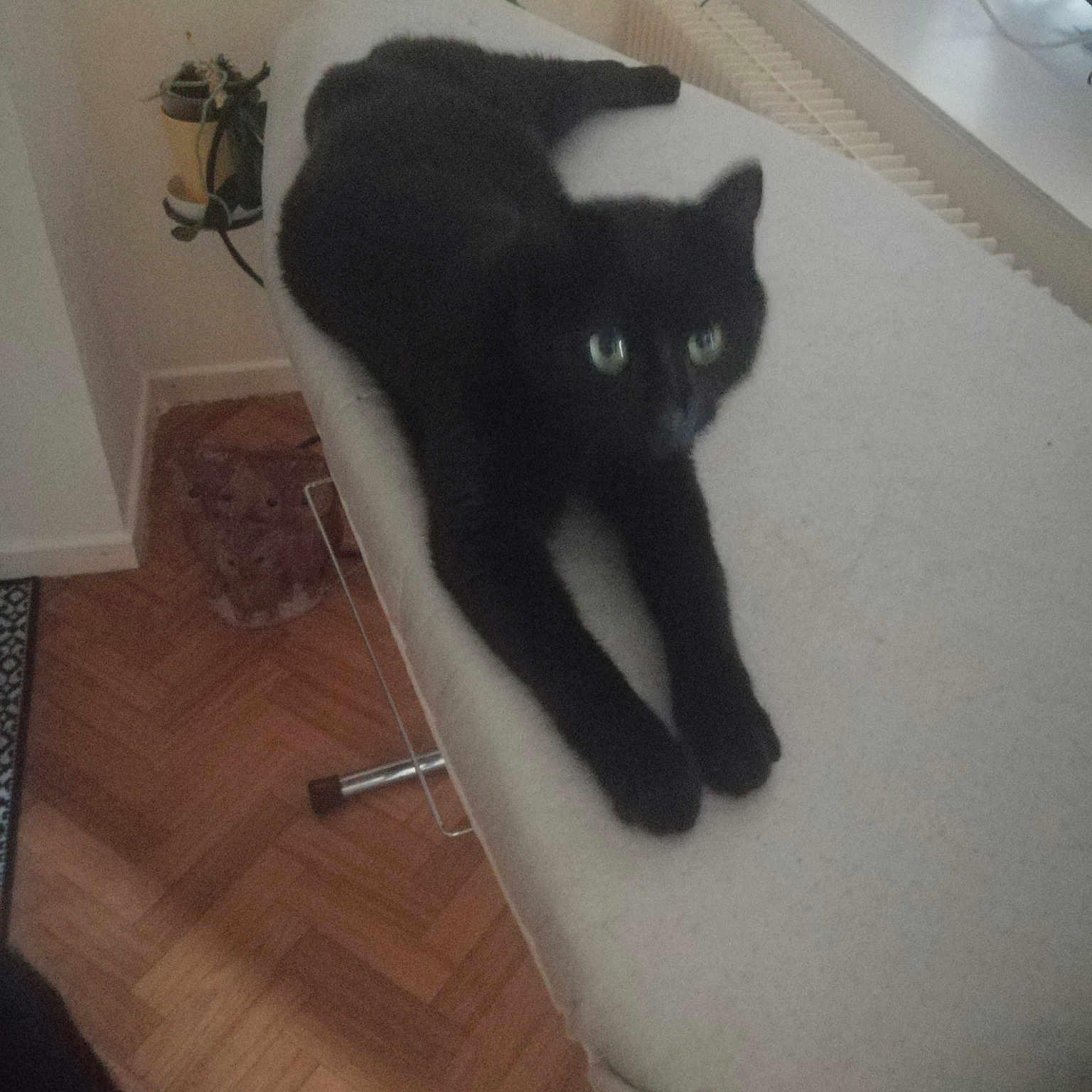 Wisky