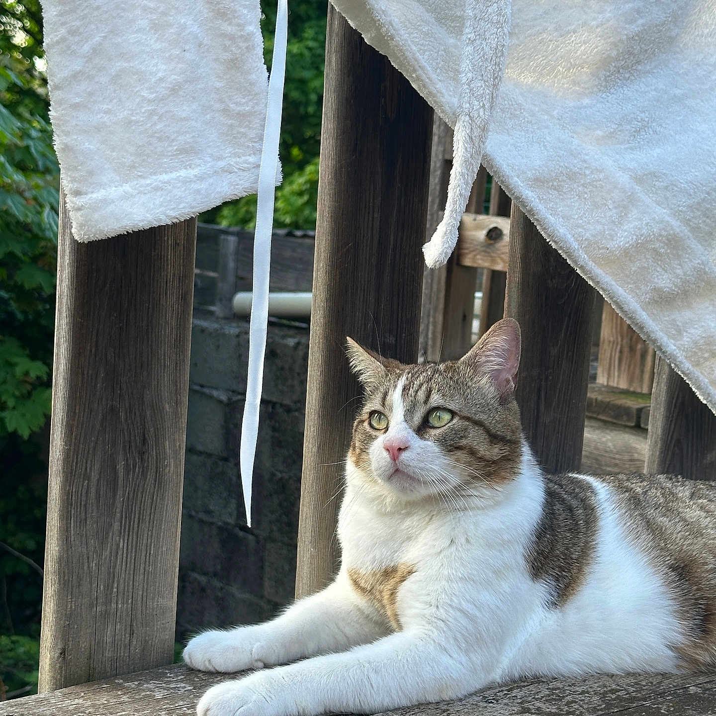 Atreyu participe au concours pour gagner de l'argent avec cette photo : abyssinian, accessories, animal, architecture, building, cat, hardwood, homedecor, house, housing, kitten, linen, manx, pet, plywood, porch, slate, strap, towel, wood