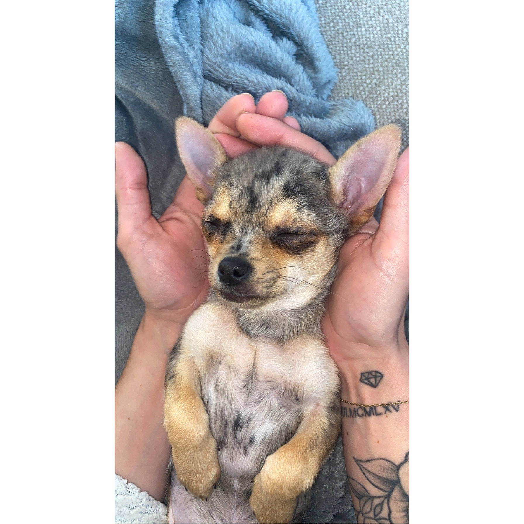 Nouky a rejoint le concours — aidez-le/la à gagner de superbes lots ! ancient_dog_breeds, canidae, carnivore, companion_dog, denim, dog, dog_breed, fawn, finger, fur, gesture, paw, sitting, sleeve, snout, terrestrial_animal, toy_dog, whiskers