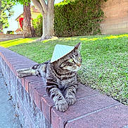 Tiger joined the competition — help win amazing prizes! cat, tabby_cat, hat, conical_hat, brick_wall, grass, tree, sidewalk, outdoor, sunny, greenery, relaxed, pet, animal, feline, nature, daylight, resting, garden, leafy