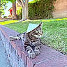 cat, tabby_cat, hat, conical_hat, brick_wall, grass, tree, sidewalk, outdoor, sunny, greenery, relaxed, pet, animal, feline, nature, daylight, resting, garden, leafy