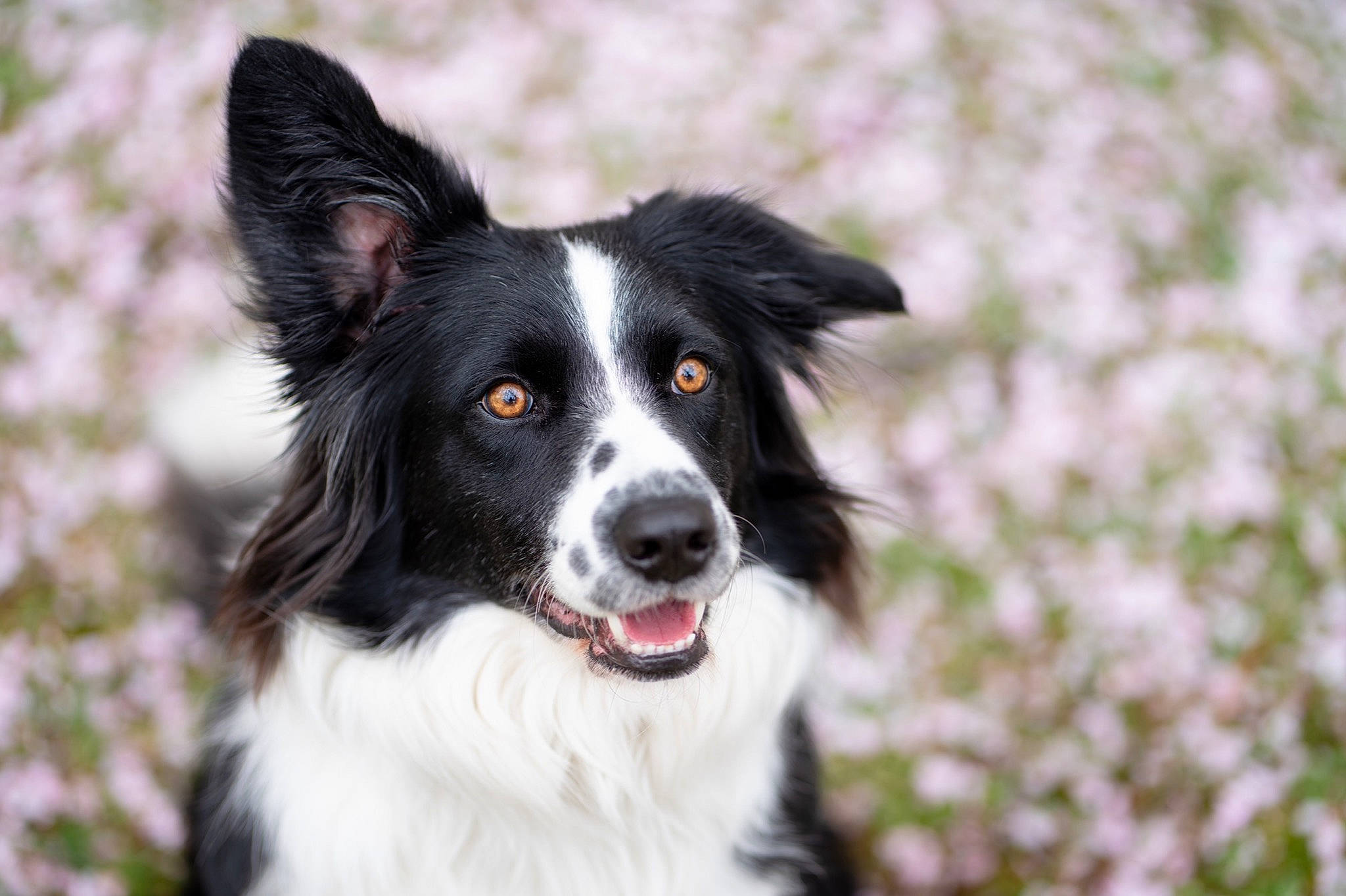 Mochi is registered to the contest to win money with this photo: australian_collie, border_collie, canidae, carnivore, companion_dog, dog, dog_breed, fur, grass, herding_dog, plant, sporting_group, terrestrial_animal, whiskers, working_animal, working_dog