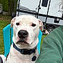 backyard, camper, canine, close_up, collar, dog, eyes, grass, green_sweatshirt, human_arm, id_tag, lawn_chair, nose, outdoor, pet, pit_bull, portrait, rv, sitting, white_dog