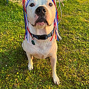 Norman Lanni joined the competition — help win amazing prizes! dog, white_dog, headband, ribbons, grass, outdoor, sunlight, pet, collar, backyard, chair, patio, animal, canine, summer, nature, cute, portrait, sitting, daylight