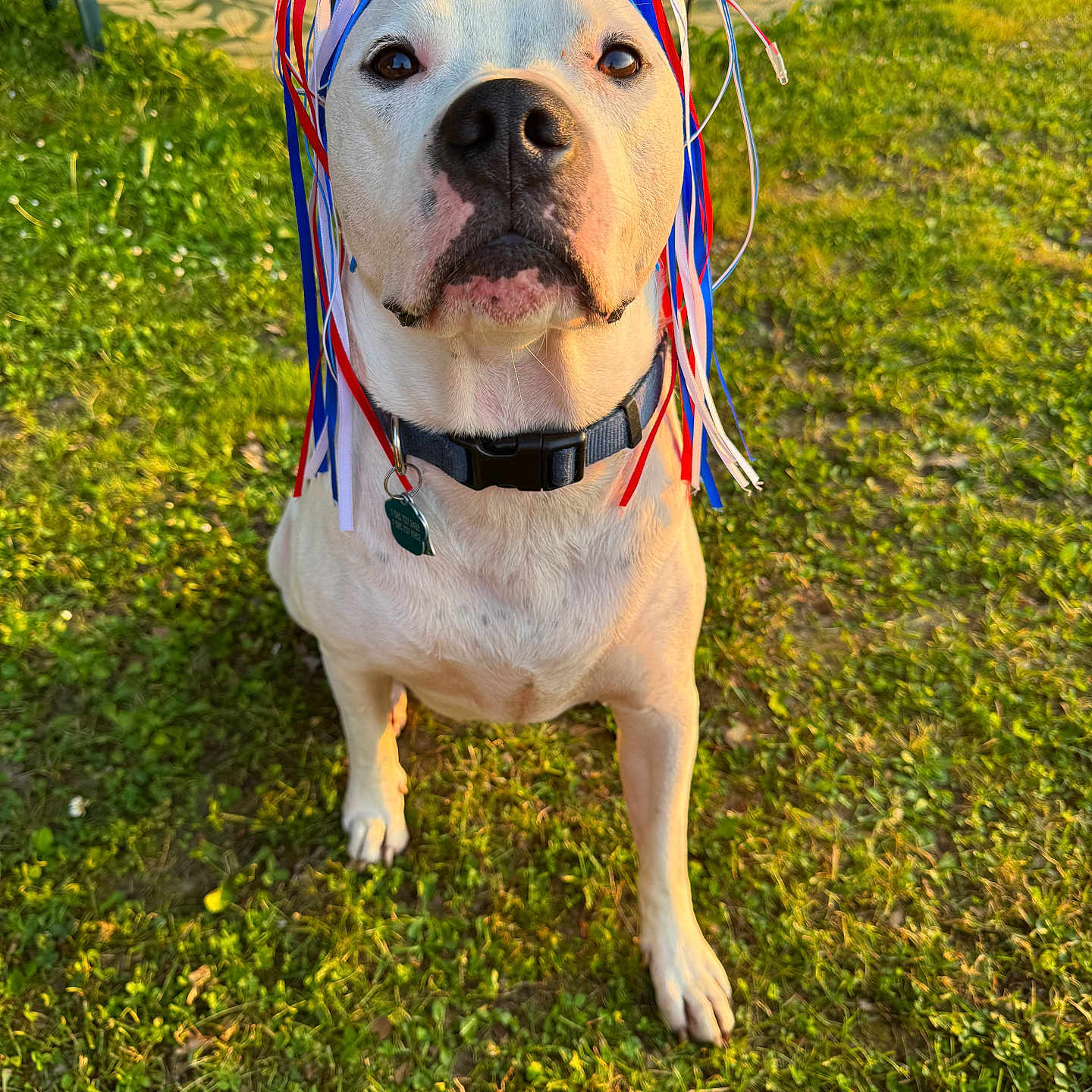 Norman Lanni joined the competition — help win amazing prizes! animal, backyard, canine, chair, collar, cute, daylight, dog, grass, headband, nature, outdoor, patio, pet, portrait, ribbons, sitting, summer, sunlight, white_dog