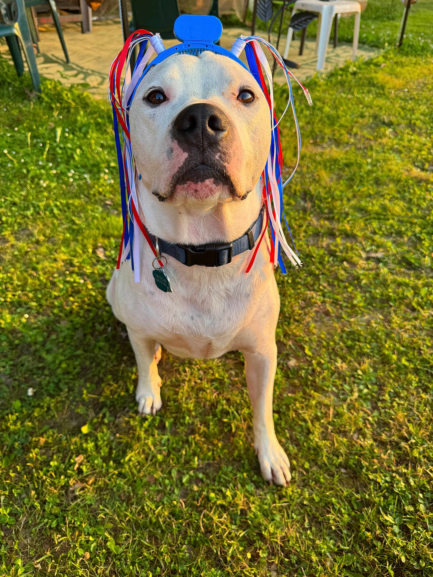 Norman Lanni joined the competition — help win amazing prizes! dog, white_dog, headband, ribbons, grass, outdoor, sunlight, pet, collar, backyard, chair, patio, animal, canine, summer, nature, cute, portrait, sitting, daylight