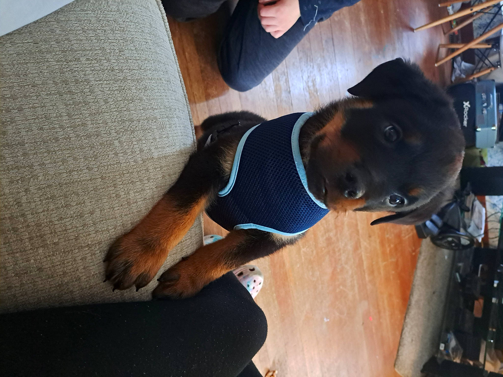 Brutus is registered to the contest to win money with this photo: bookcase, canidae, carnivore, comfort, companion_dog, couch, dog, dog_breed, elbow, eyewear, fawn, flooring, hat, human_leg, shelf, snout, sporting_group, sportswear, sunglasses, thigh