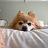 dog, fluffy, bed, white_bedspread, sleepy, nose, ears, cozy, indoors, pet, resting, closeup, cute, animal, furry, relaxed, face, canine, home, comfort