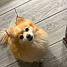 Leo is registered to the contest to win money with this photo: dog, pomeranian, fluffy, pet, animal, indoor, wood_floor, curious, cute, small_dog, canine, fur, looking_up, companion, domestic, adorable, friendly, mammal, house_pet, portrait