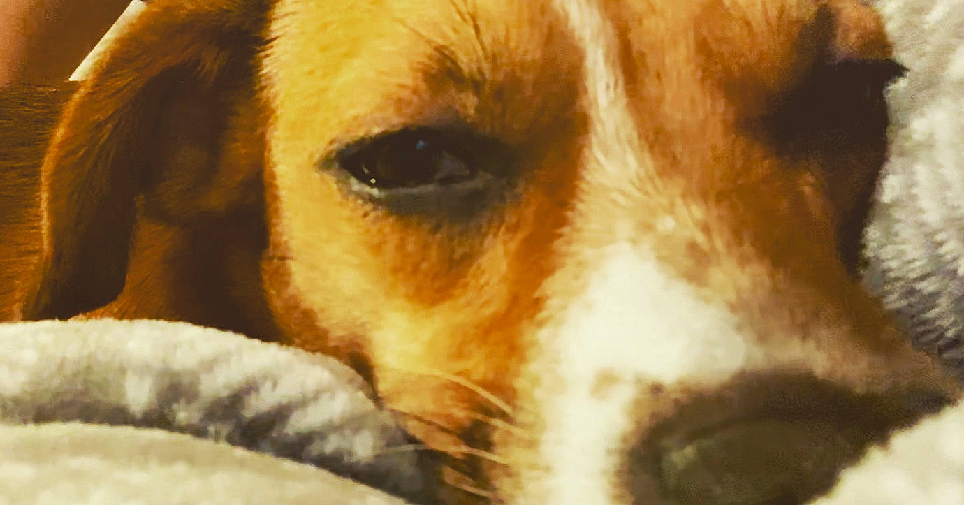 Connor joined the competition — help win amazing prizes! canidae, carnivore, close_up, companion_dog, dog, dog_breed, ear, fawn, fur, non_sporting_group, paw, puppy, puppy_love, snout, sporting_group, street_dog, terrestrial_animal, whiskers, wildlife, working_animal