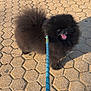 animal, black_dog, cute, dog, fluffy, footwear, happy, hexagonal_tiles, leash, outdoor, pavement, person, pet, pomeranian, shadow, smiling, sneakers, sunlight, tongue_out, walking
