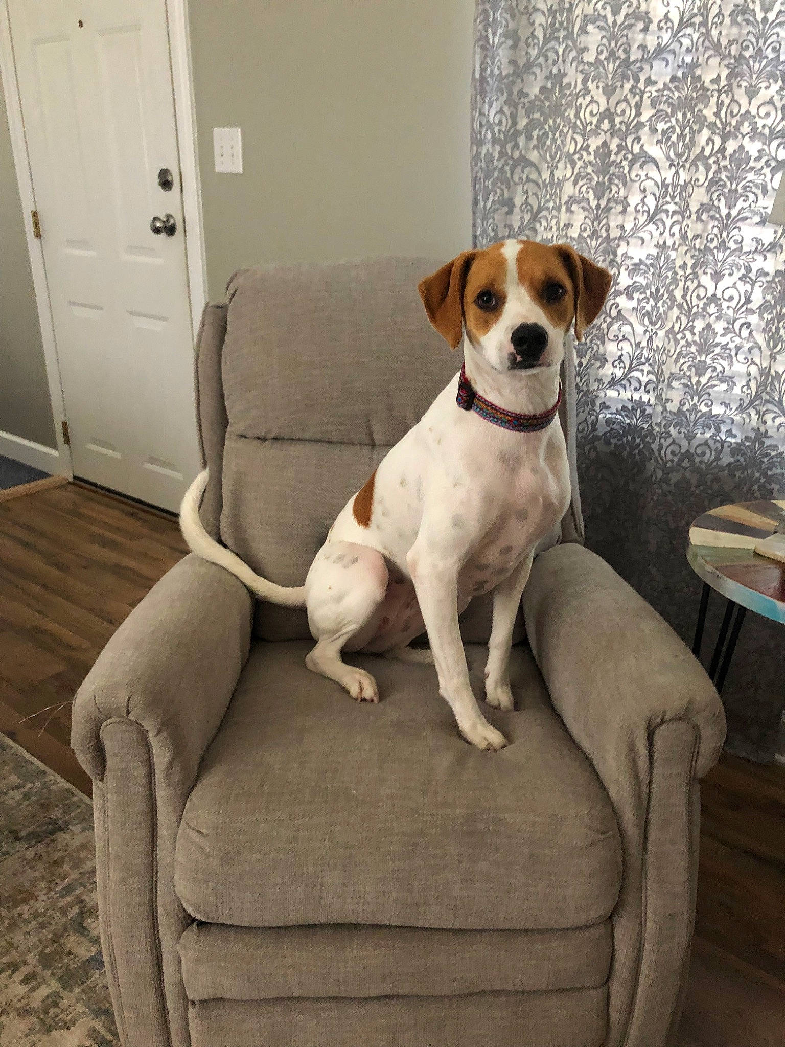 Thelma joined the competition — help win amazing prizes! american_foxhound, beagle, brazilian_terrier, canidae, carnivore, chair, companion_dog, danish_swedish_farmdog, dog, dog_breed, fawn, harrier, jack_russell_terrier, mammal, parson_russell_terrier, russell_terrier, sporting_group, treeing_feist, treeing_walker_coonhound, vertebrate