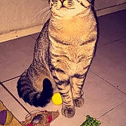 Melouli a rejoint le concours — aidez-le/la à gagner de superbes lots !