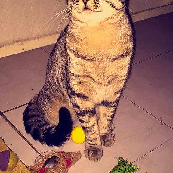 Melouli