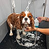Viking a rejoint le concours — aidez-le/la à gagner de superbes lots ! animal, bath, bathing, bracelet, brown_and_white, cleaning, dog, expression, fur, hand, indoor, looking_at_camera, paws, person, pet, shower, soap, tub, water, wet