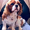 animal, brown, cavalier_king_charles_spaniel, chair, companion, cozy, cushion, cute, dog, domestic, fur, furniture, indoor, knitted_blanket, long_ears, pet, portrait, relaxed, sitting, white