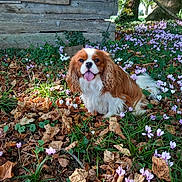 Viking a rejoint le concours — aidez-le/la à gagner de superbes lots ! dog, cavalier_king_charles_spaniel, flower_bed, purple_flowers, white_flowers, fallen_leaves, grass, wooden_wall, outdoor, nature, pet, canine, happy_dog, tongue_out, small_dog, leaf_litter, greenery, sunlight, tree_trunk, garden