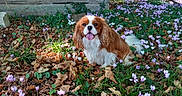Viking a rejoint le concours — aidez-le/la à gagner de superbes lots ! canine, cavalier_king_charles_spaniel, dog, fallen_leaves, flower_bed, garden, grass, greenery, happy_dog, leaf_litter, nature, outdoor, pet, purple_flowers, small_dog, sunlight, tongue_out, tree_trunk, white_flowers, wooden_wall