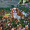 dog, cavalier_king_charles_spaniel, flower_bed, purple_flowers, white_flowers, fallen_leaves, grass, wooden_wall, outdoor, nature, pet, canine, happy_dog, tongue_out, small_dog, leaf_litter, greenery, sunlight, tree_trunk, garden